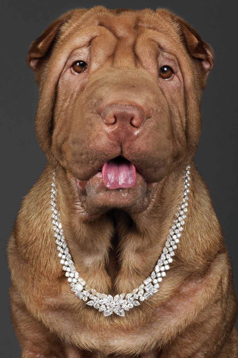 Men\u2019s jewelry A new collection with the geometric dog A tie tack with a Shar Pei dog