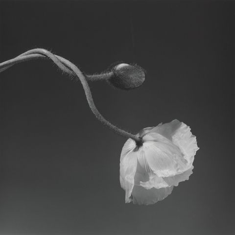 New Robert Mapplethorpe Exhibitions To Open In LA- Robert Mapplethorpe