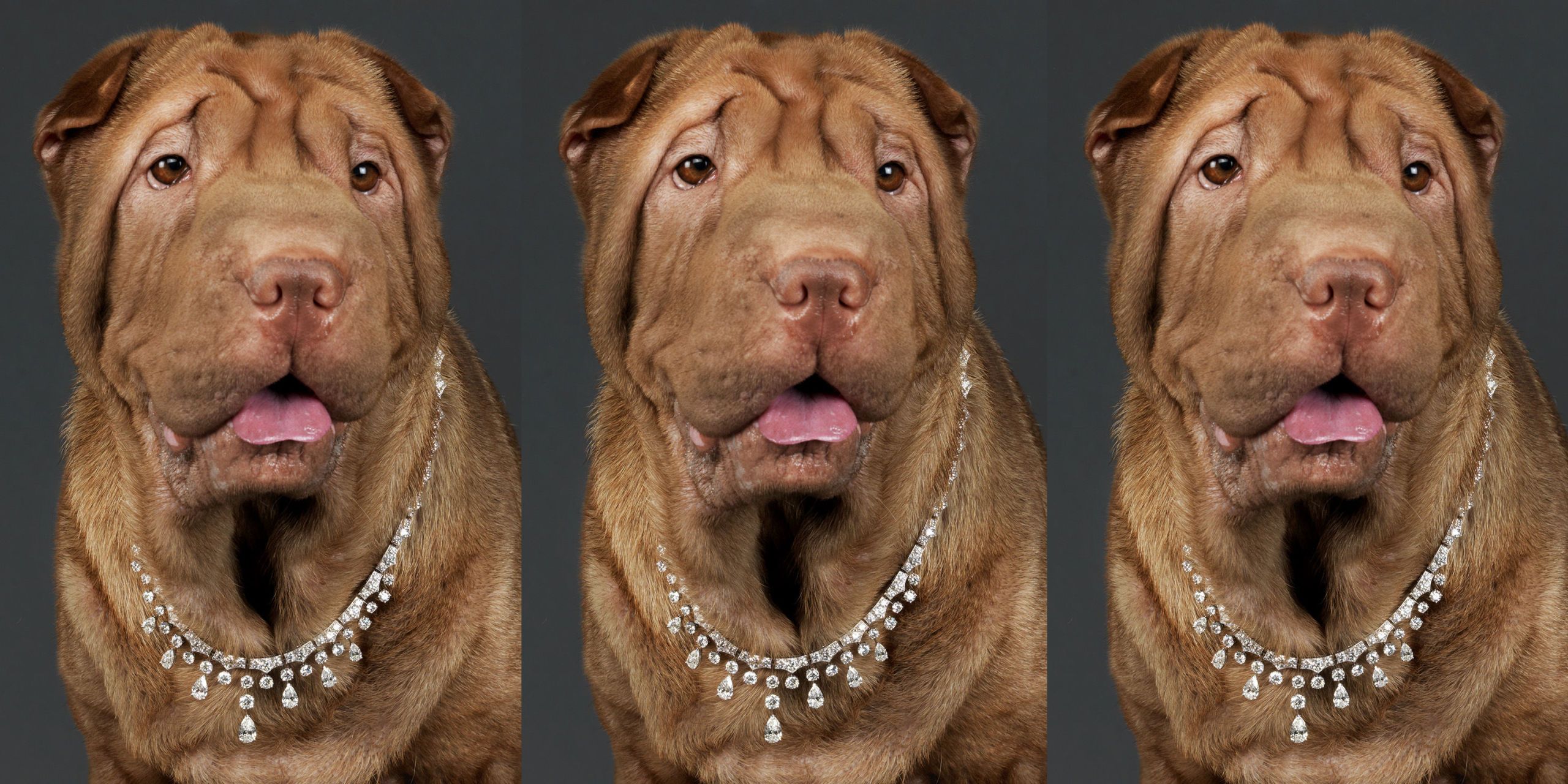 Best collar clearance for shar pei