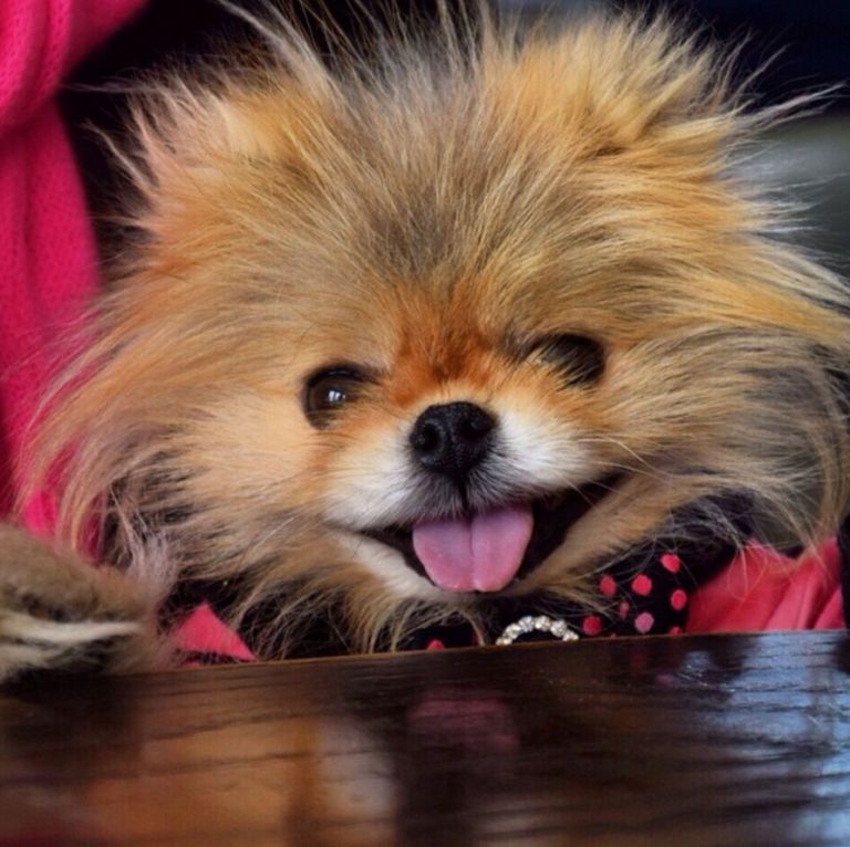 The 15 Cutest Celebrity Dogs - Celebrity Dogs on Instagram