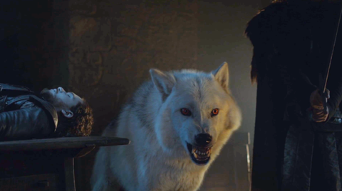 Ghost the direwolf on Game of Thrones