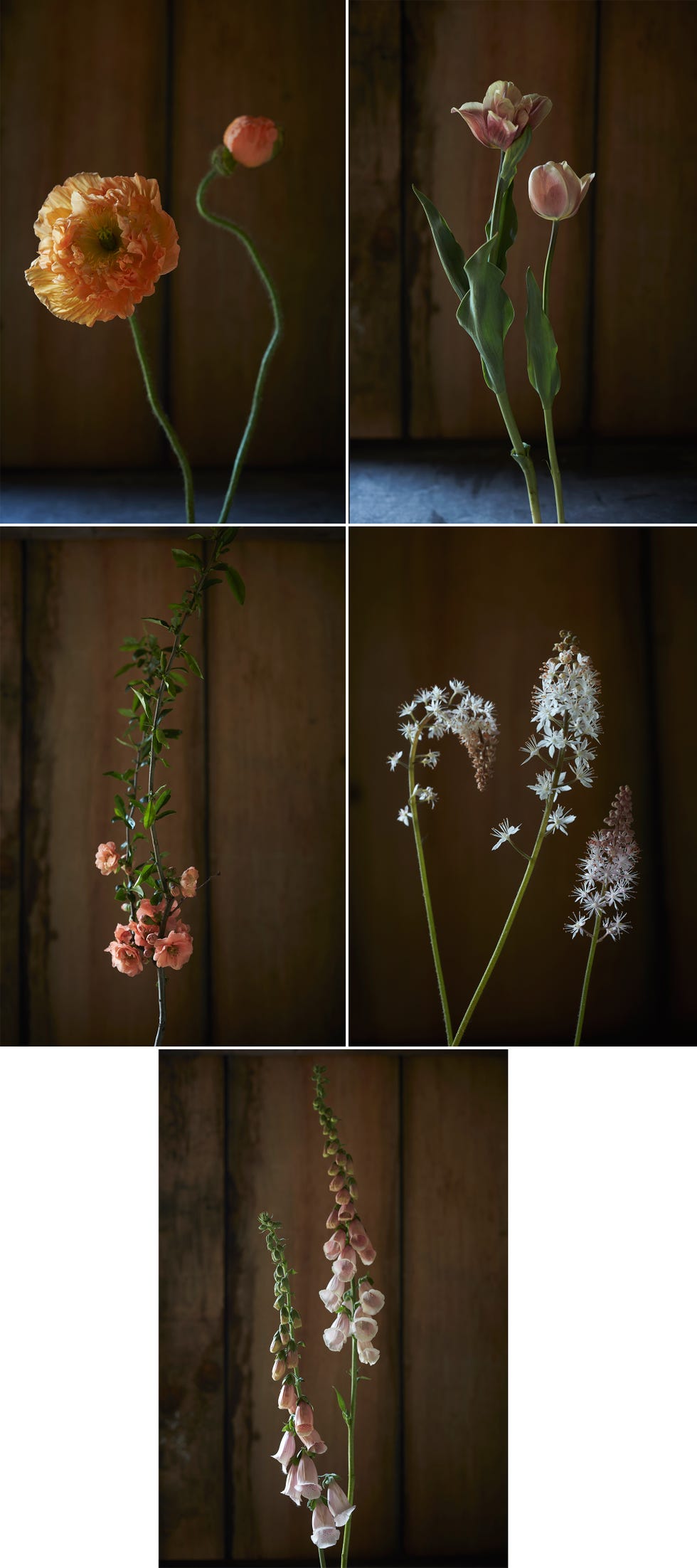 Leaf, Botany, Flowering plant, Terrestrial plant, Plant stem, Pedicel, Perennial plant, Wildflower, Still life photography, Herbaceous plant, 