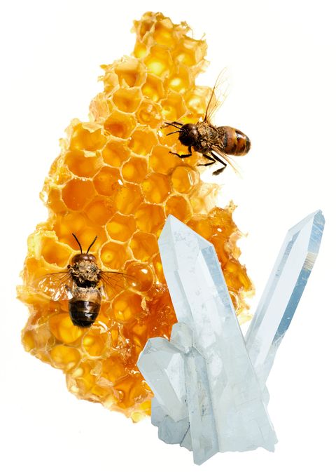 Invertebrate, Arthropod, Insect, Yellow, Pest, Pollinator, Honeybee, Bee, Amber, Membrane-winged insect, 