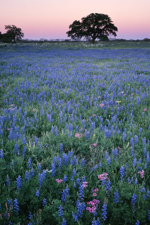 Twilight glow over a field of Texas Bluebonnets (Lupinus texensis) and Pink Phlox (Phlox sp.) in the Texas Hill Country; Gonzales County, TX