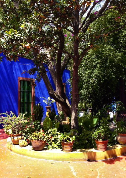 Flowerpot, Plant, Majorelle blue, Garden, Tints and shades, Trunk, Houseplant, Interior design, Landscaping, Yard, 