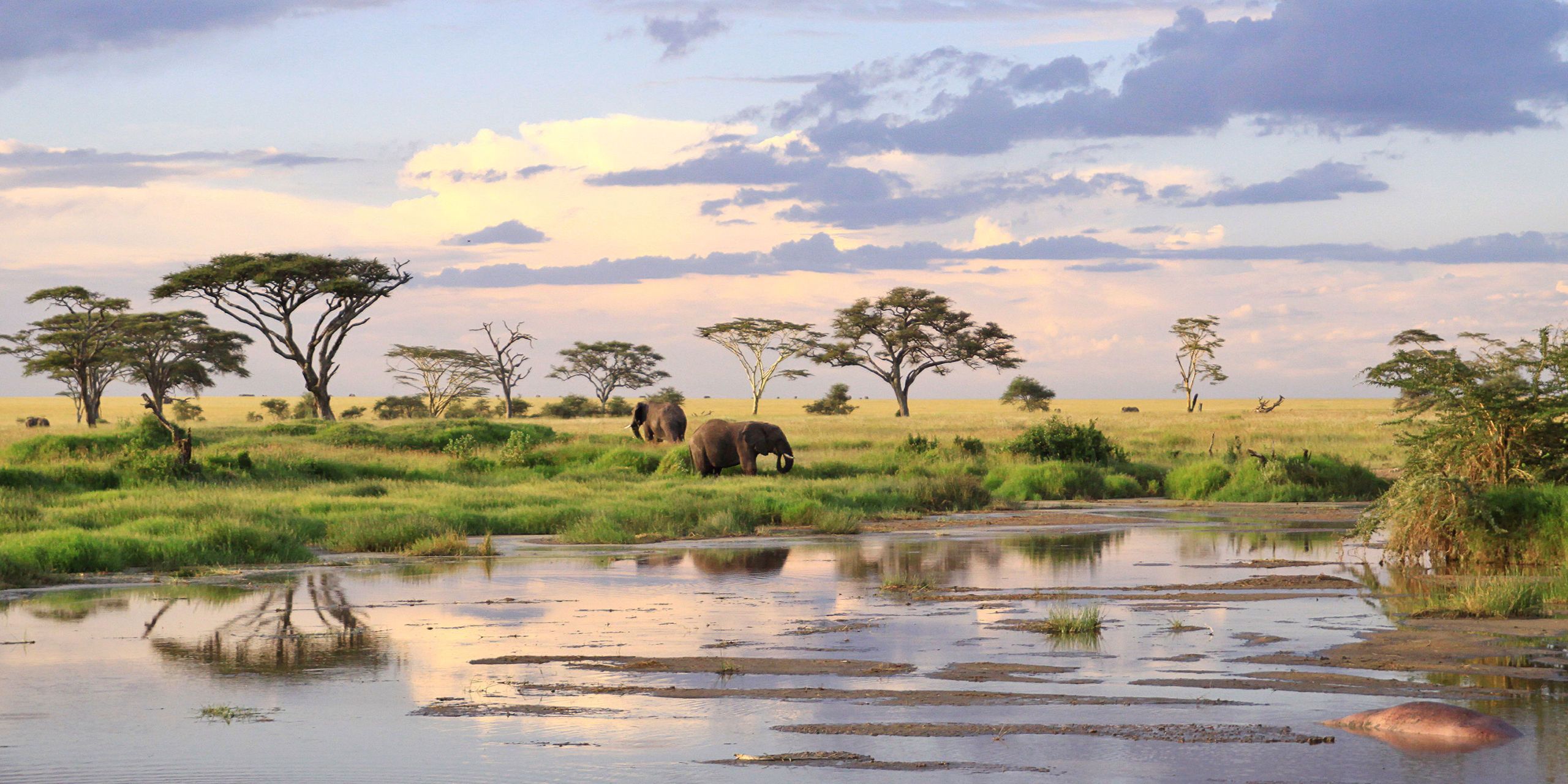 How To Plan Your First Safari In Tanzania's Serengeti National Park ...