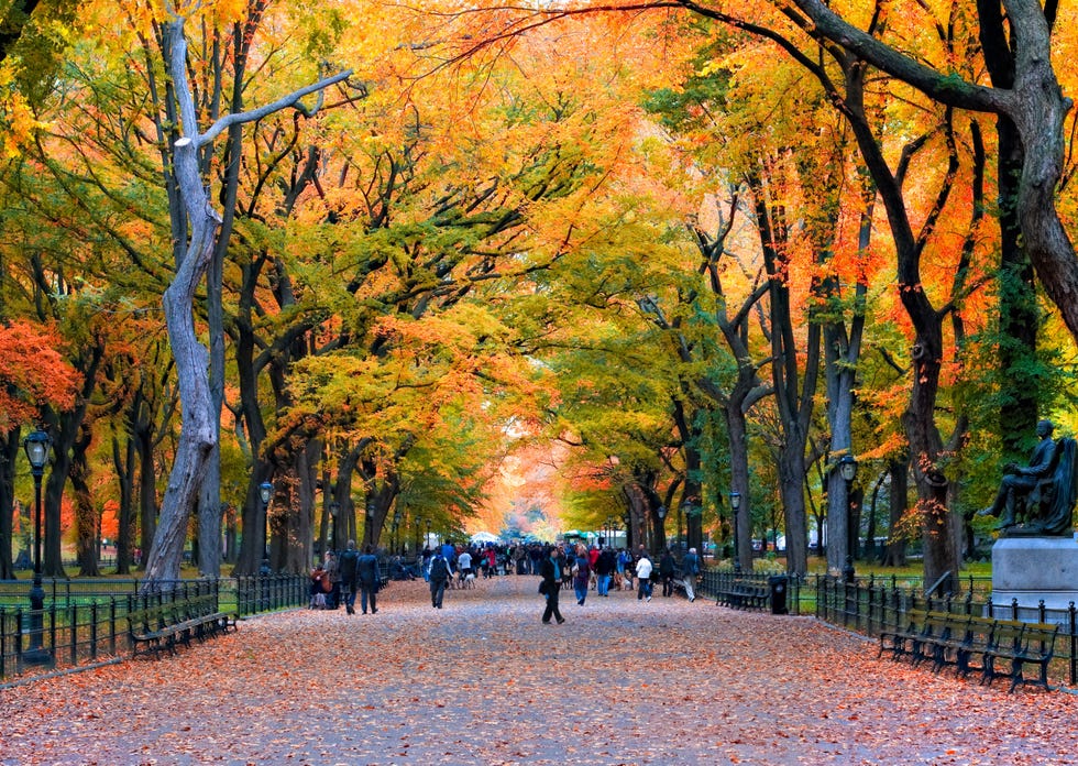 Tree, People in nature, Leaf, Nature, Autumn, Deciduous, Woody plant, Natural landscape, Yellow, Sky, 