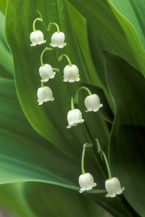 Lily of the valley, Plant, Flower, Flowering plant, Botany, Terrestrial plant, Spring, Pedicel, Perennial plant, 