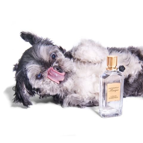 <p>Fresh on the scent, Shih Tzu mix Gizmo finds the perfect perfume pick. </p><p><em data-verified="redactor" data-redactor-tag="em">Victor &amp; Rolf perfume, $220, <a href="https://shop.harpersbazaar.com/valentines-day-gift-guide" data-tracking-id="recirc-text-link">ShopBAZAAR.com</a>.</em><br></p>