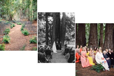 Nature, Photograph, Dress, Forest, Soil, Trunk, Marriage, Woodland, Plantation, Bridal clothing, 
