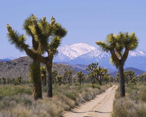 Joshua Tree National Park <p>Perhaps Dr. Seuss spotted one of these trees as he created his illustrations, because they look surprisingly cartoonish and similar to the trees in his work. <a href="https://www.nps.gov/jotr/index.htm" target="_blank">Joshua Tree National Park</a> in Southern California is filled with the trees, which live for about 150 years. </p>