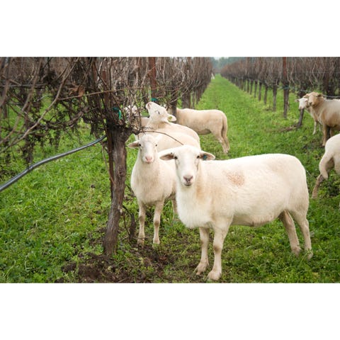 wineries thelist harpersbazaar