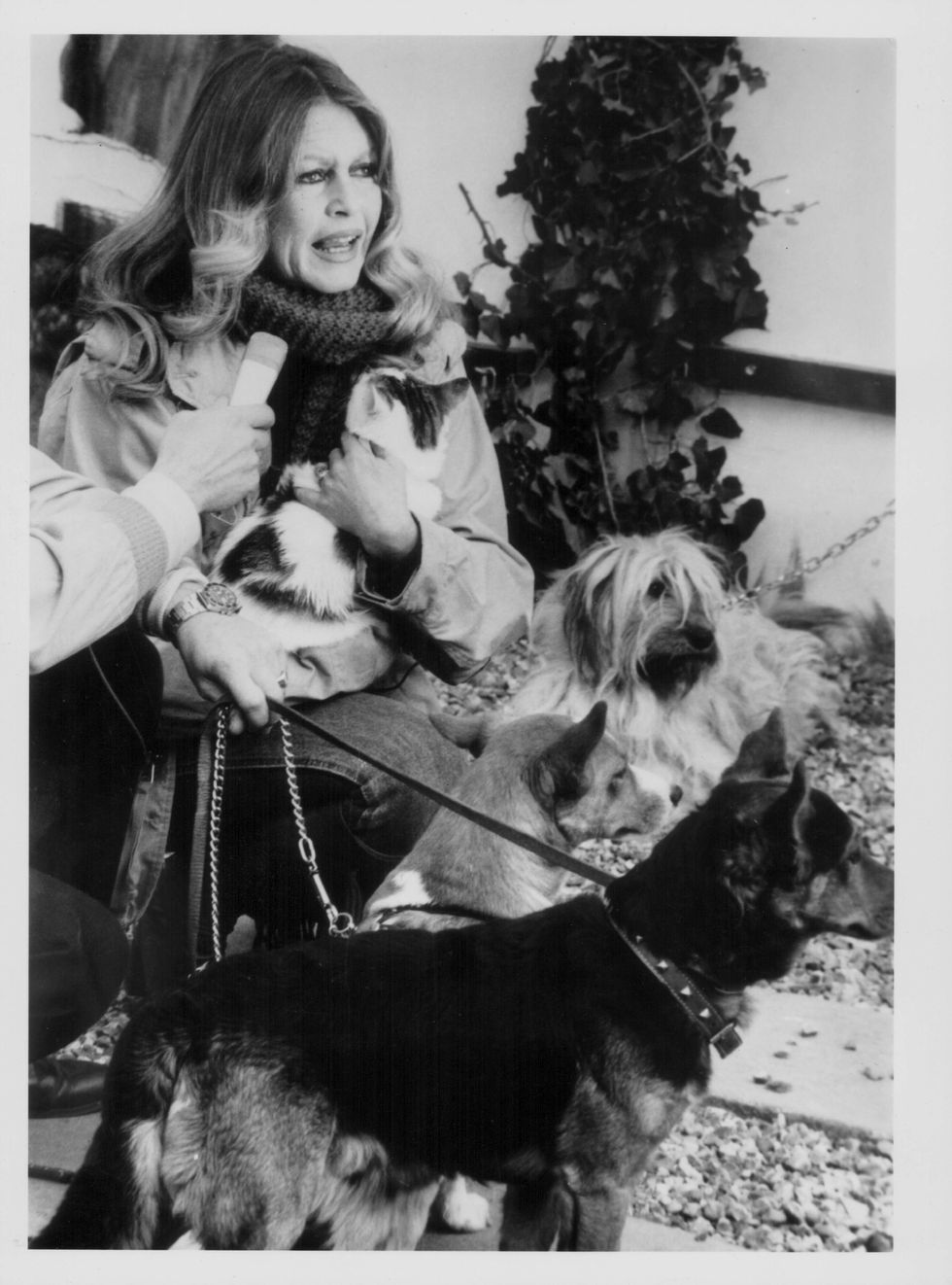 <p>Bardot met zwerfhonden, 1982.</p>