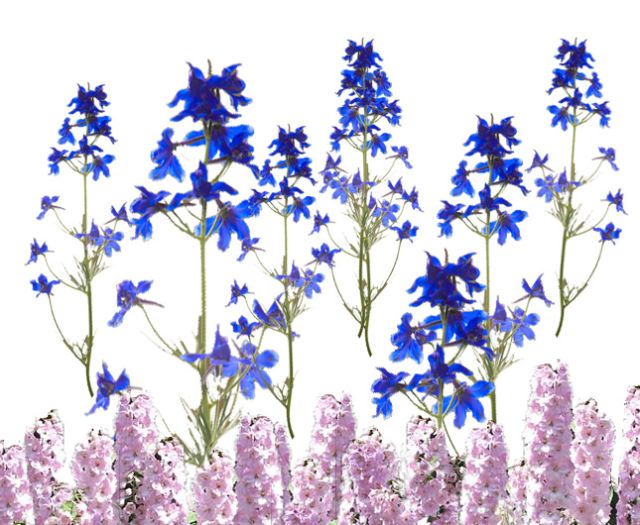 Blue, Botany, Flowering plant, Wildflower, Petal, Electric blue, Art, Lavender, Majorelle blue, Plant stem, 