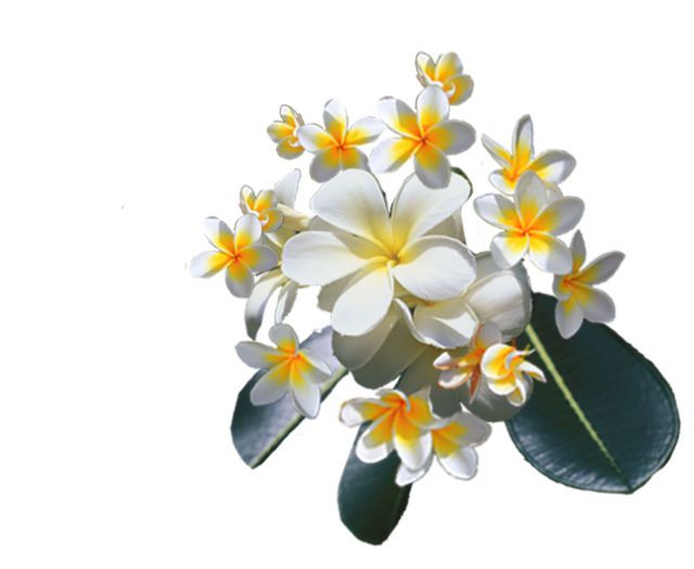 Petal, Flower, Terrestrial plant, Flowering plant, frangipani, Still life photography, Pedicel, Blossom, Paint, 