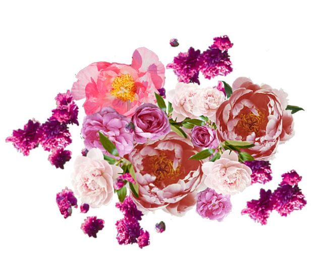 Petal, Flower, Purple, Magenta, Pink, Violet, Cut flowers, Flowering plant, Botany, Rose order, 