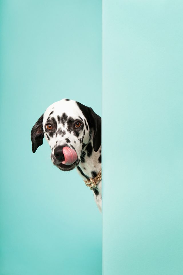 Dog breed, Dalmatian, Dog, Carnivore, Mammal, Snout, Turquoise, Teal, Sporting Group, Dog supply, 