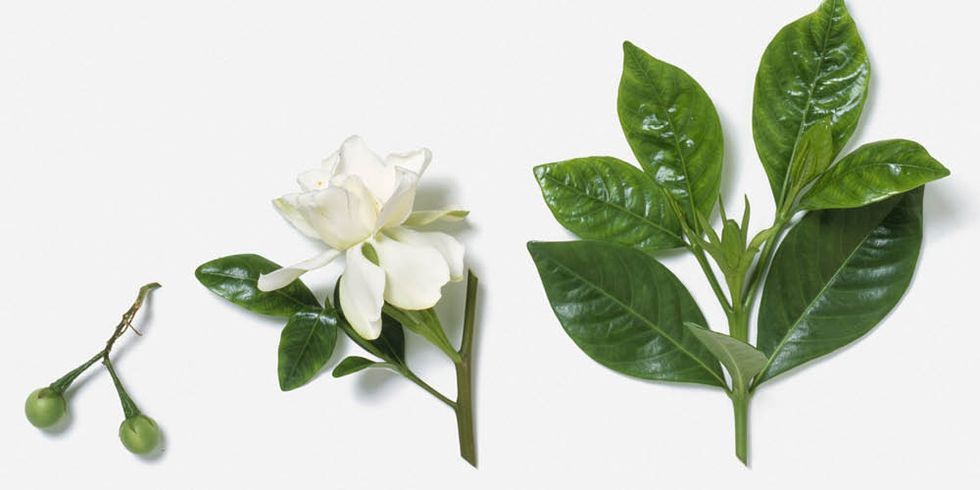<p>De gardenia is een echte powerplant en heeft volgens verschillende studies hetzelfde effect als het slaapmiddel valium. Groene vingers zijn een must, want deze beauty vraagt wel wat verzorging. </p>