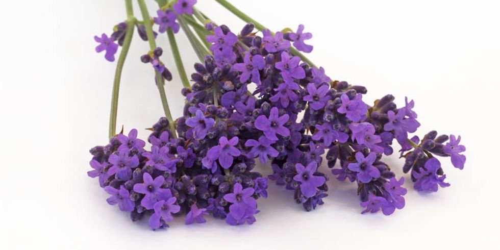 <p>Grote kans dat je deze plant al kent. Lavendel wordt veel gebruikt in zeep, shampoo en parfum. En dat is niet voor niets, het ruikt namelijk heerlijk. De geur heeft nog een positieve werking: het heeft een rustgevend effect en helpt tegen slapeloosheid.</p>