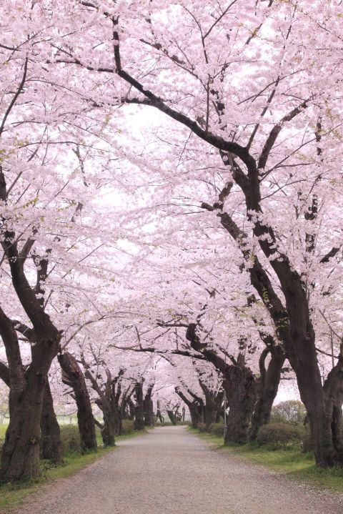 <p>Japan hoort sowieso in deze lijst (want: betoverend mooi), maar als je dan toch gaat, dan hopen wij dat je dat doet tijdens het bloesemseizoen. Gedurende een paar weken kleuren de talrijke kersenbomen Japan roze. Een prachtig gezicht.</p>