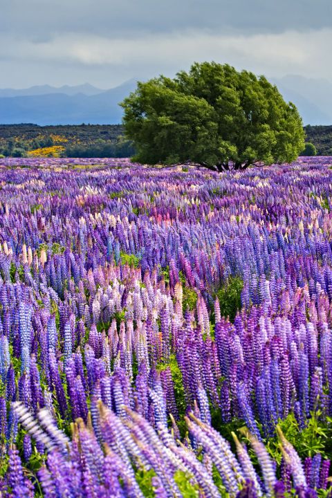 <p>Ieder jaar eind november en begin december kleuren velden vol lupines het Fiorland National Park in Nieuw-Zeeland paars. Een prachtig gezicht.</p>