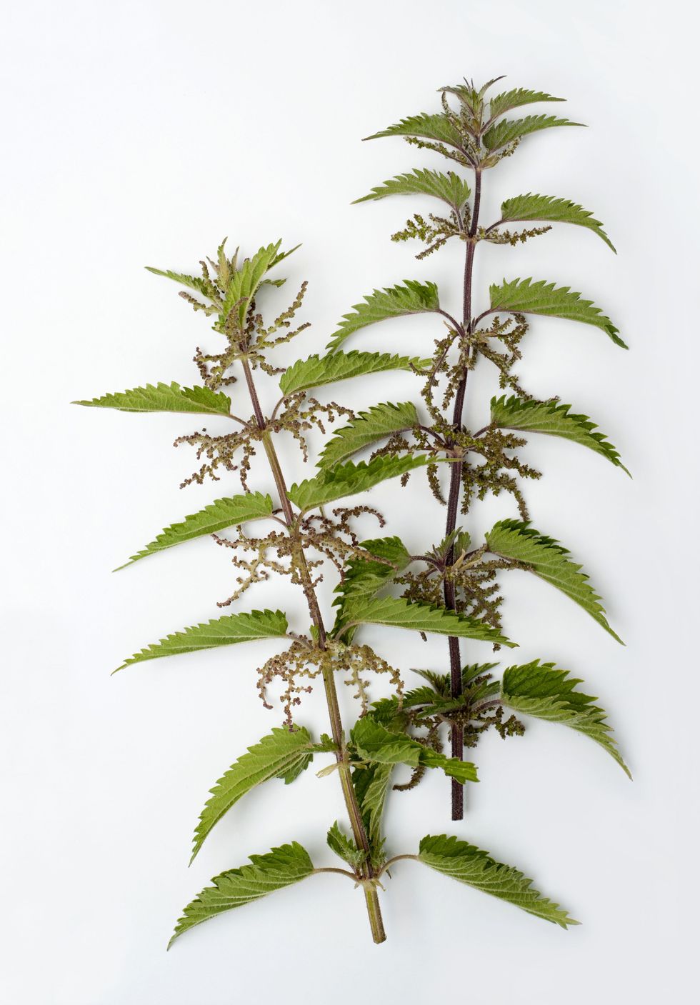 <p>Never heard of drinking nettles before? Neither had we, but here Bajaj breaks down why the plant could be a helpful and healthy substitute for caffeine binges: "Everyone knows about green tea and black tea, but one thing that is an interesting substitute is nettles. Nettles are like herbs. They have so many <a href="http://www.webmd.com/vitamins-supplements/ingredientmono-664-stinging%20nettle.aspx?activeingredientid=664" target="_blank">medicinal properties</a> and have so many good uses. Specifically, it can be great for people who get fall allergies."
</p><p><br>
</p><p>"To prepare the infusion, steep nettles for at least four hours: add hot water and put it in a jar, then let it sit overnight," recommends Bajaj. "Nettles release a lot of minerals into the water.  There's iron in it and it helps counteract hair loss. It's nothing like coffee, so it's good for your adrenals, whereas coffee is taxing on your adrenals and increases your cortisol levels, which are your stress hormones."
</p>
