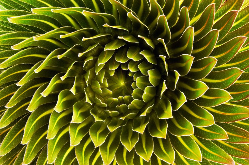 Nature, Green, Yellow, Pattern, Colorfulness, Botany, Terrestrial plant, Close-up, Design, Symmetry, 