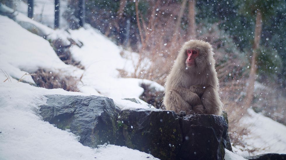 Winter, Japanese macaque, Primate, Freezing, Snow, Macaque, Terrestrial animal, Adaptation, Ice, Snout, 
