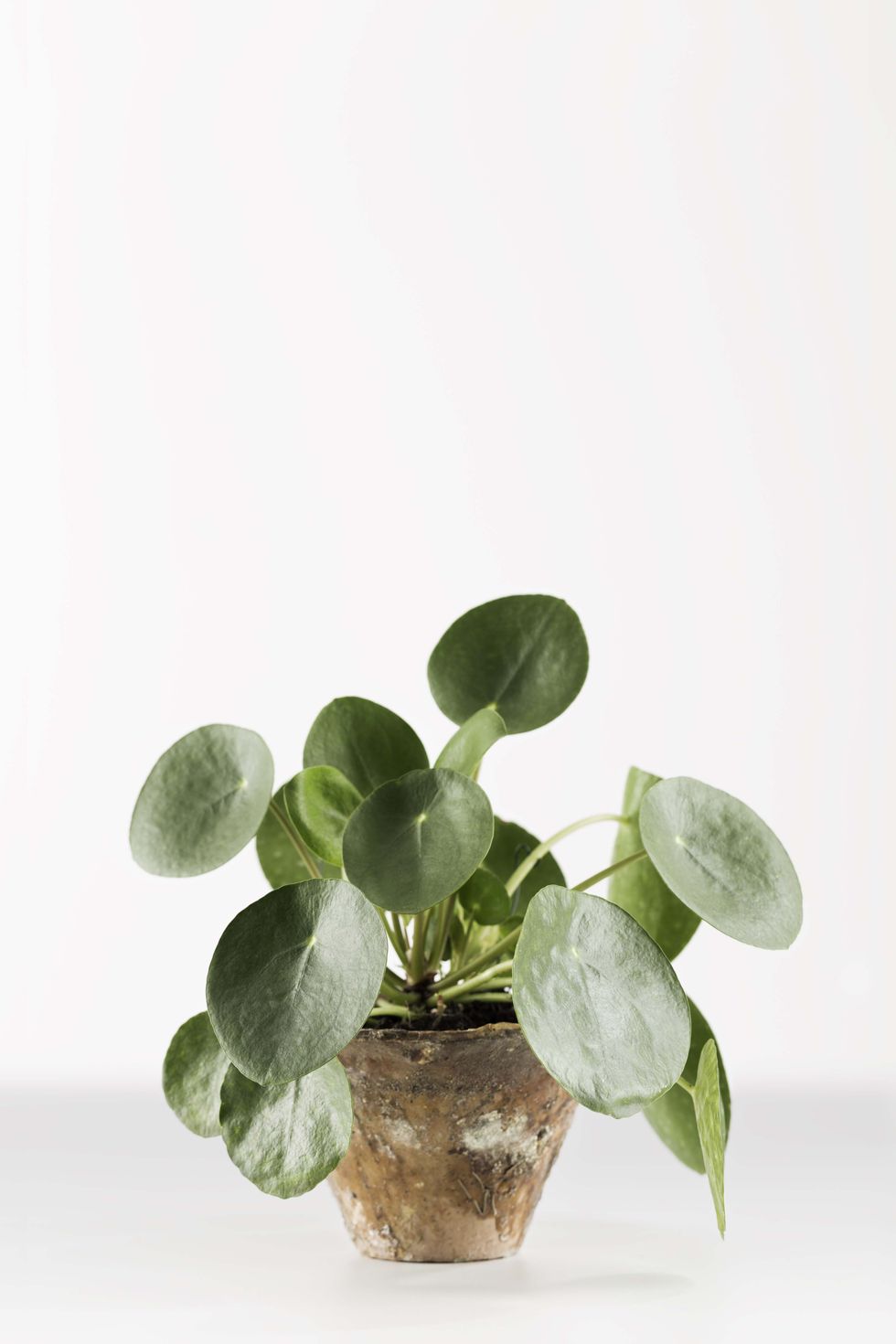 Green, Leaf, Flowerpot, Botany, Houseplant, Annual plant, Plant stem, Still life photography, Vase, 