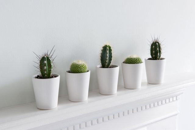 Flowerpot, Botany, Terrestrial plant, Grey, Houseplant, Flowering plant, Thorns, spines, and prickles, Interior design, Cactus, Caryophyllales, 