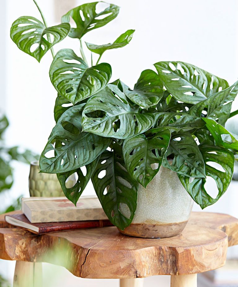 Leaf, Houseplant, Flowerpot, Herb, Interior design, Plant stem, Annual plant, Natural material, Pottery, Vase, 
