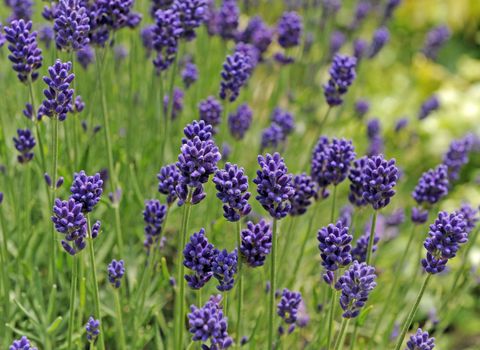 Flower, Flowering plant, French lavender, Lavender, English lavender, Plant, Lavender, grape hyacinth, Fernleaf lavender, Lavandula dentata, 