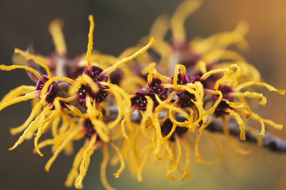 american witch hazel, Yellow, Macro photography, Flower, Plant, Close-up, Organism, Photography, Pollen, Grevillea, 