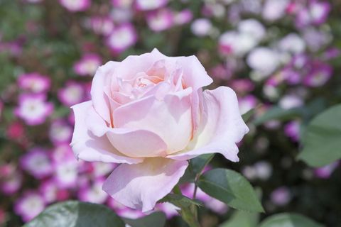 Flower, Flowering plant, Garden roses, Petal, Julia child rose, Pink, White, Rose, Floribunda, Rose family, 