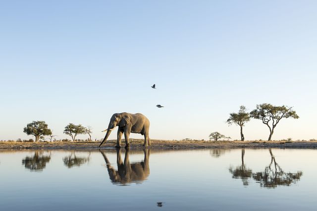 Reflection, Elephant, Wildlife, Natural landscape, Water, Elephants and Mammoths, African elephant, Sky, Water resources, Indian elephant, 