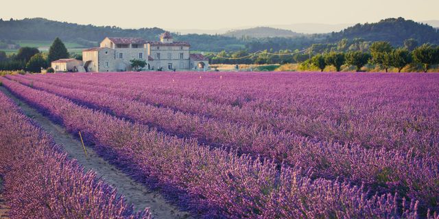 Lavender, Field, Lavender, Flower, English lavender, Purple, Plant, Flowering plant, Farm, Violet, 