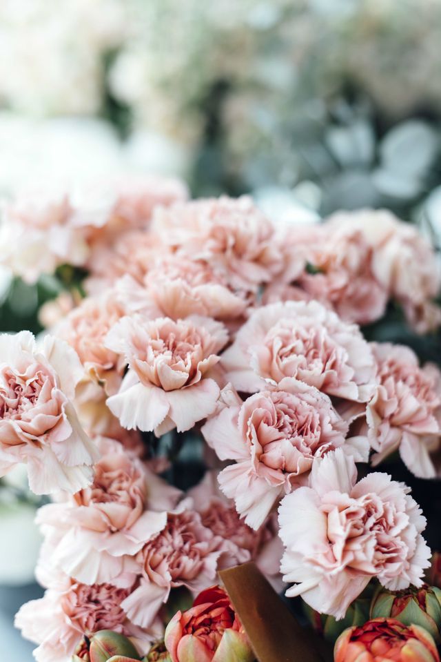 Flower, Pink, Petal, Plant, Cut flowers, Carnation, Bouquet, Floral design, Flowering plant, Peach, 