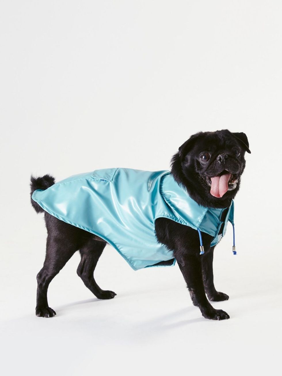 Dog breed, Dog supply, Carnivore, Dog, Dog clothes, Sporting Group, Working animal, Teal, Snout, Companion dog, 