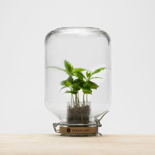 Glass, Flowerpot, Plant, Houseplant, Cylinder, Herb, Flower, Transparent material, 