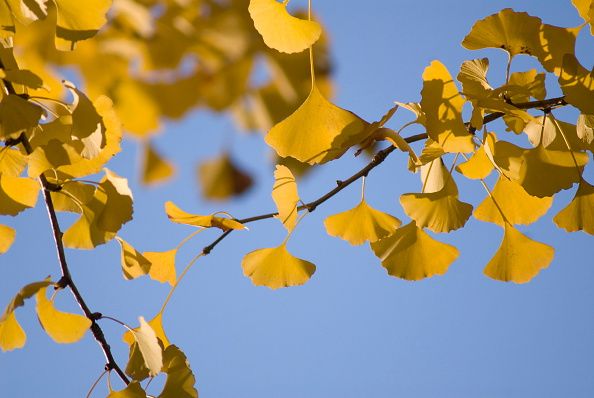 Branch, Daytime, Yellow, Twig, Leaf, Sunlight, Amber, Deciduous, Colorfulness, Orange, 