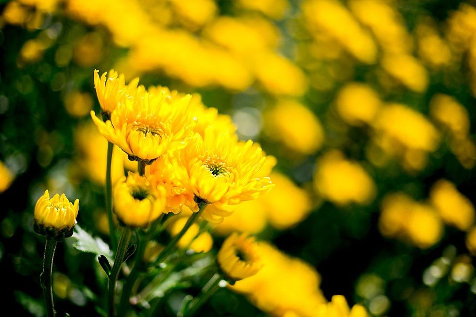 Yellow, Petal, Flower, Botany, Wildflower, Pollen, Annual plant, Forb, Tansy, Mimosa, 