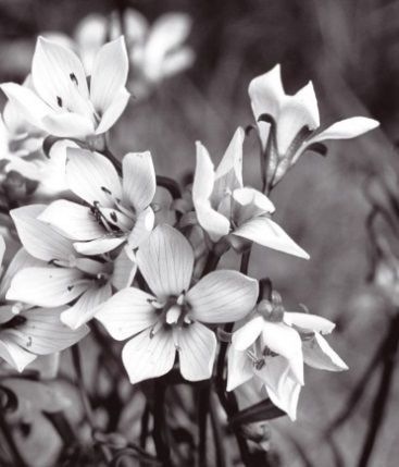 Petal, Monochrome photography, Monochrome, Flower, White, Black-and-white, Style, Flowering plant, Botany, Colorfulness, 