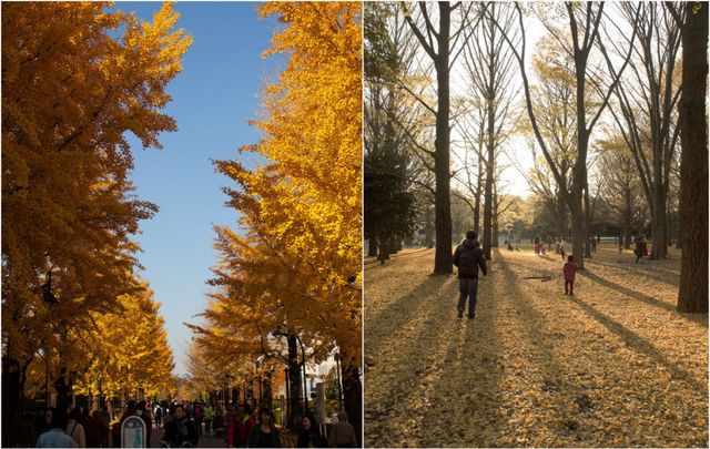 Nature, Human, Branch, Yellow, Deciduous, Leaf, Tree, People in nature, Woody plant, Sunlight, 