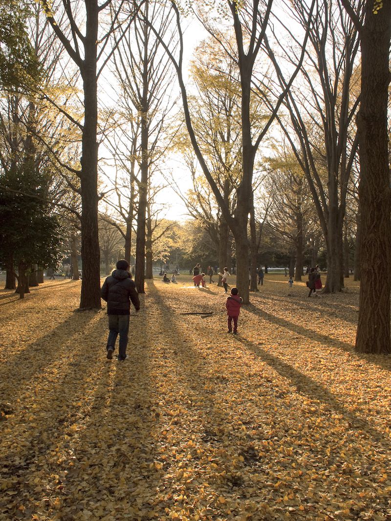 Human, Deciduous, Branch, Tree, Leaf, People in nature, Sunlight, Autumn, Walking, Trail, 