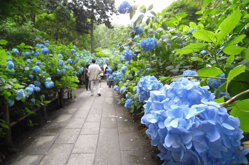 Blue, Plant, Flower, Shrub, Garden, Electric blue, Majorelle blue, Groundcover, Annual plant, Walkway, 