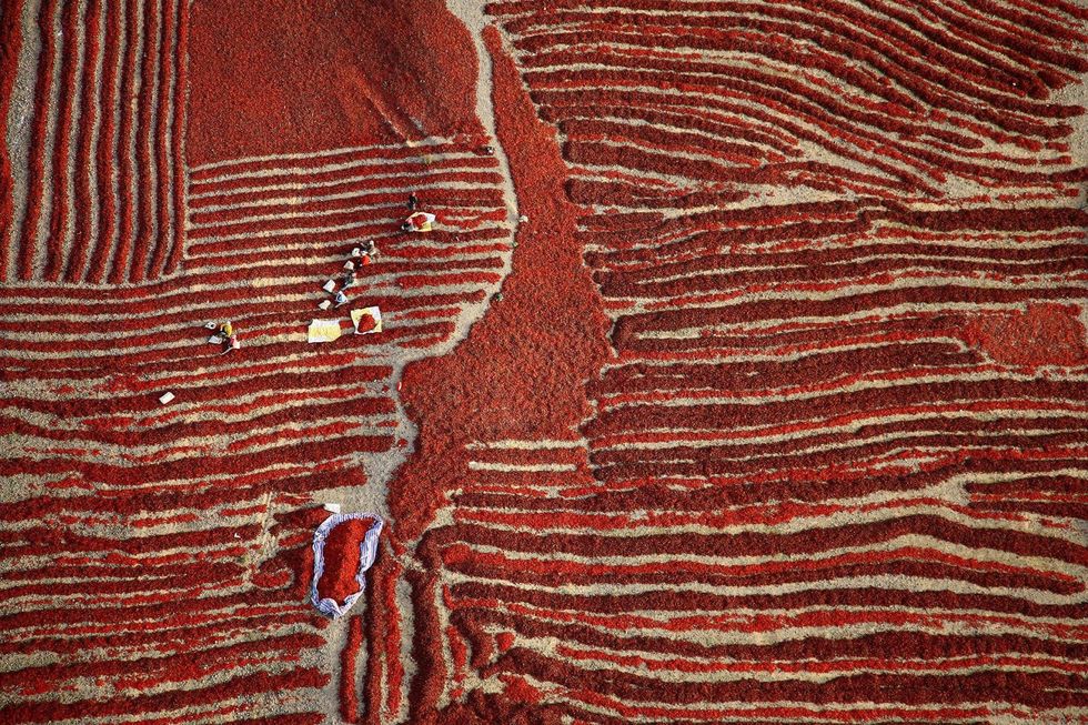 Harvest Season, Xinjiang, China