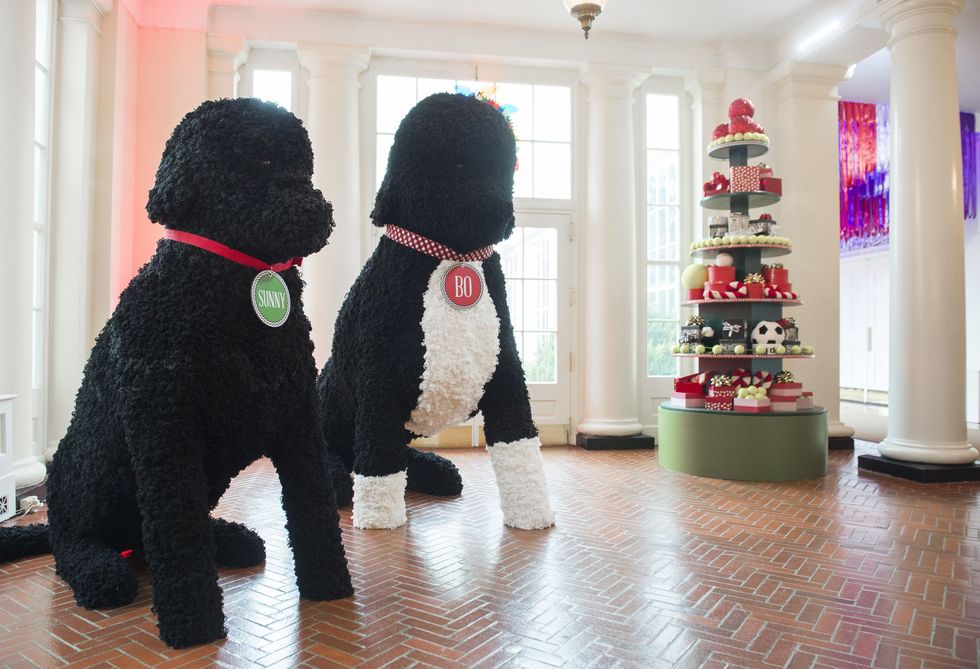 <p>由25000個毛絨球組成兩尊巨大版的第一狗狗——Sunny與Bo，就在東廳的走廊直接與你眼對眼！</p>