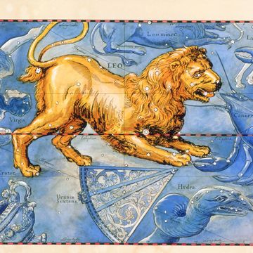 Lion, Organism, Big cats, Art, Felidae, Carnivore, Masai lion, Illustration, Painting, Rectangle, 