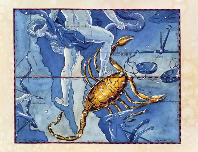 Invertebrate, Arthropod, Art, World, Crustacean, Decapoda, Illustration, Scorpion, Rectangle, Painting, 