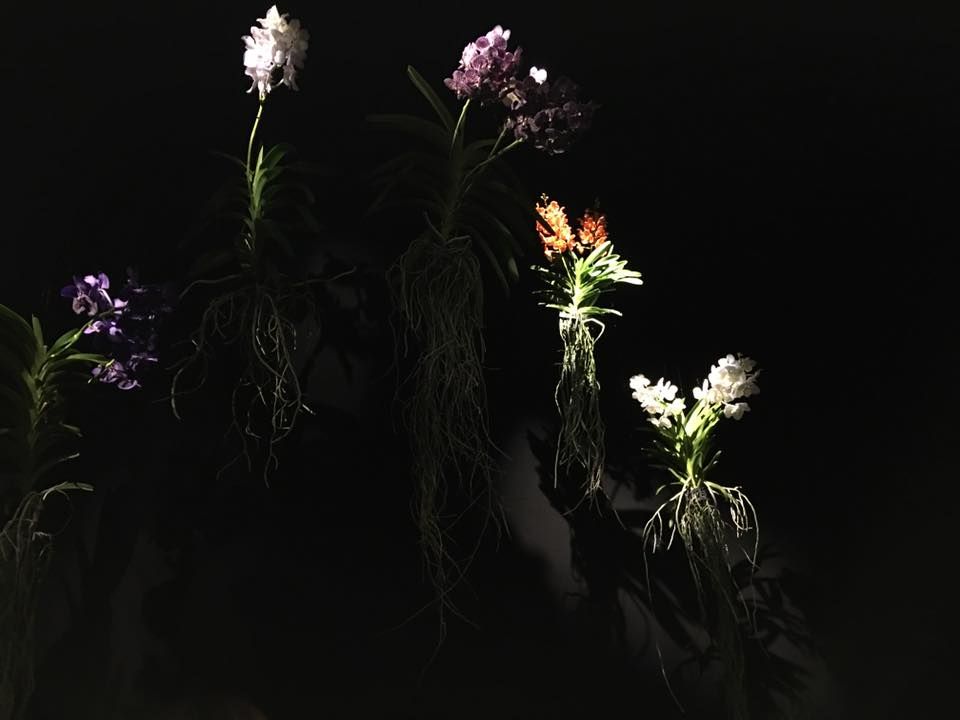 Darkness, Purple, Botany, Flowering plant, Pedicel, Plant stem, Wildflower, Still life photography, Subshrub, Artificial flower, 